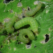 Rosquilla verde o gardama: qué es, cómo se origina y cómo eliminar de forma efectiva en apio
