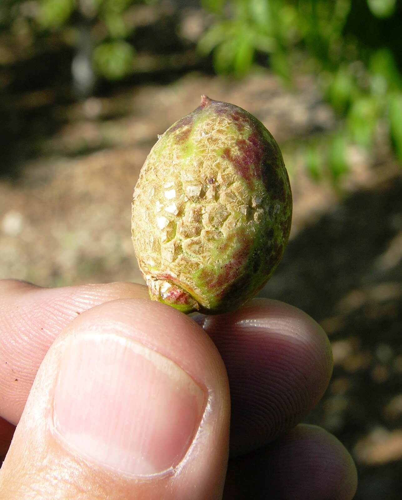 Trips en melocotón o durazno | idMicrobe