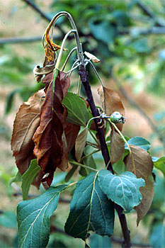 Daños causados por Fuego bacteriano en Manzano