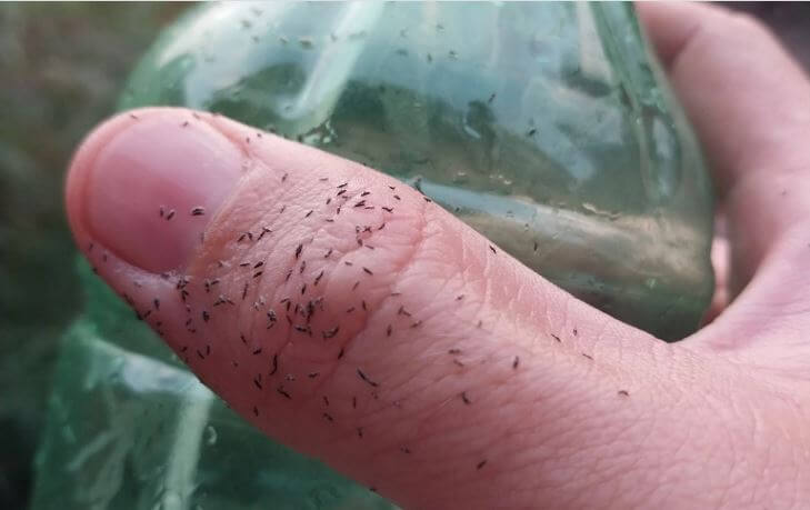 Trips en Guisantes: Cómo se reconoce y se trata eficazmente