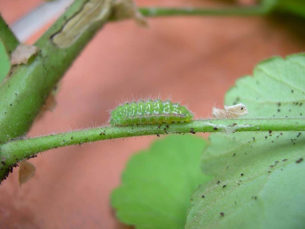 Mariposa, polilla o taladro del geranio | idMicrobe