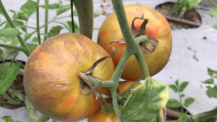 Daños causados por Virus rugoso del tomate (ToBRFV) en Tomate