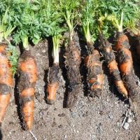 Como reconhecer e combater a podridão vínica em cenouras