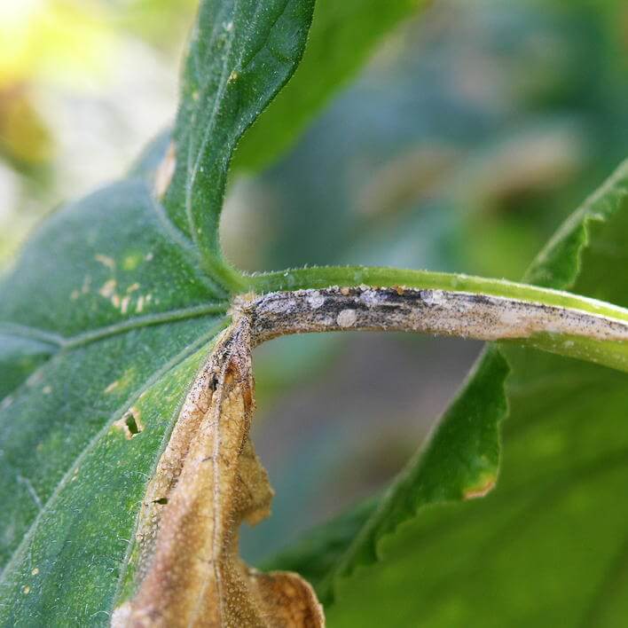 Chancre ou pourriture des gommes : symptômes et dégâts chez les cucurbitacées non comestibles