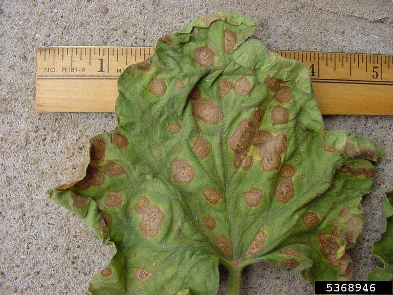 Tizón de la hoja o mancha foliar: Síntomas y daños en Calabaza