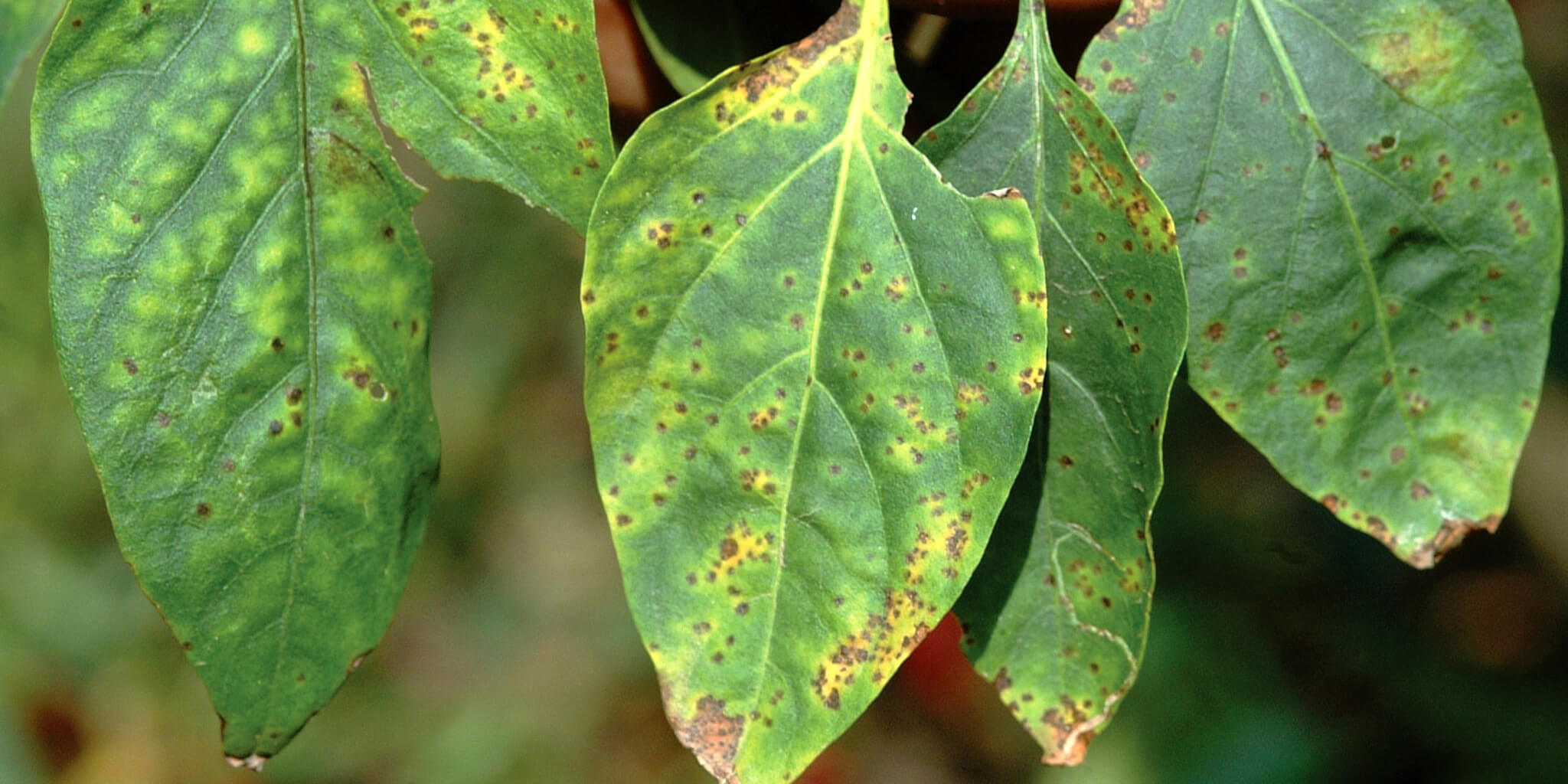 Mancha bacteriana en Pimiento: Cómo se reconoce y se trata eficazmente