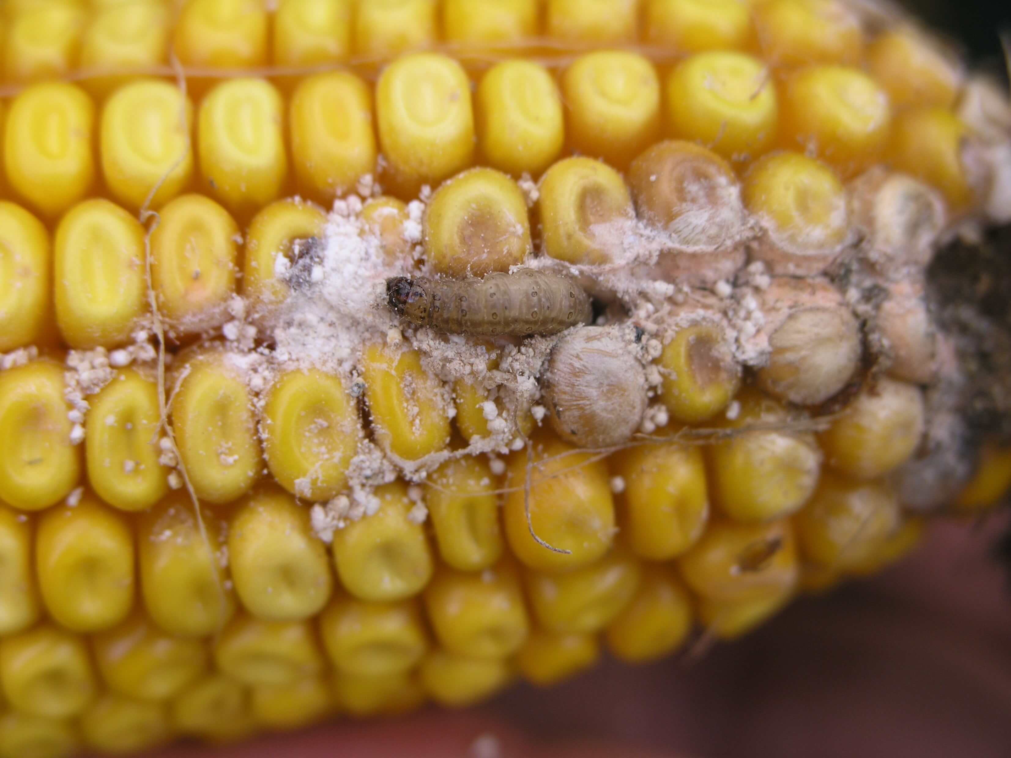 False codling moth in corn | idMicrobe