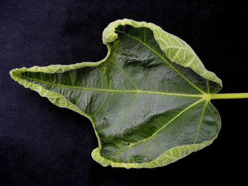 Ácaro del ficus en higuera | idMicrobe