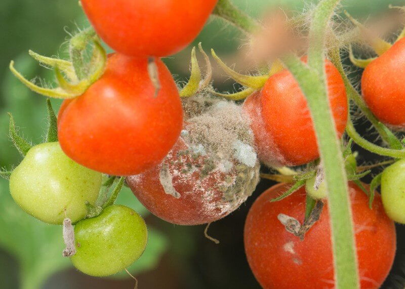 Podridão cinzenta em tomates | idMicrobe