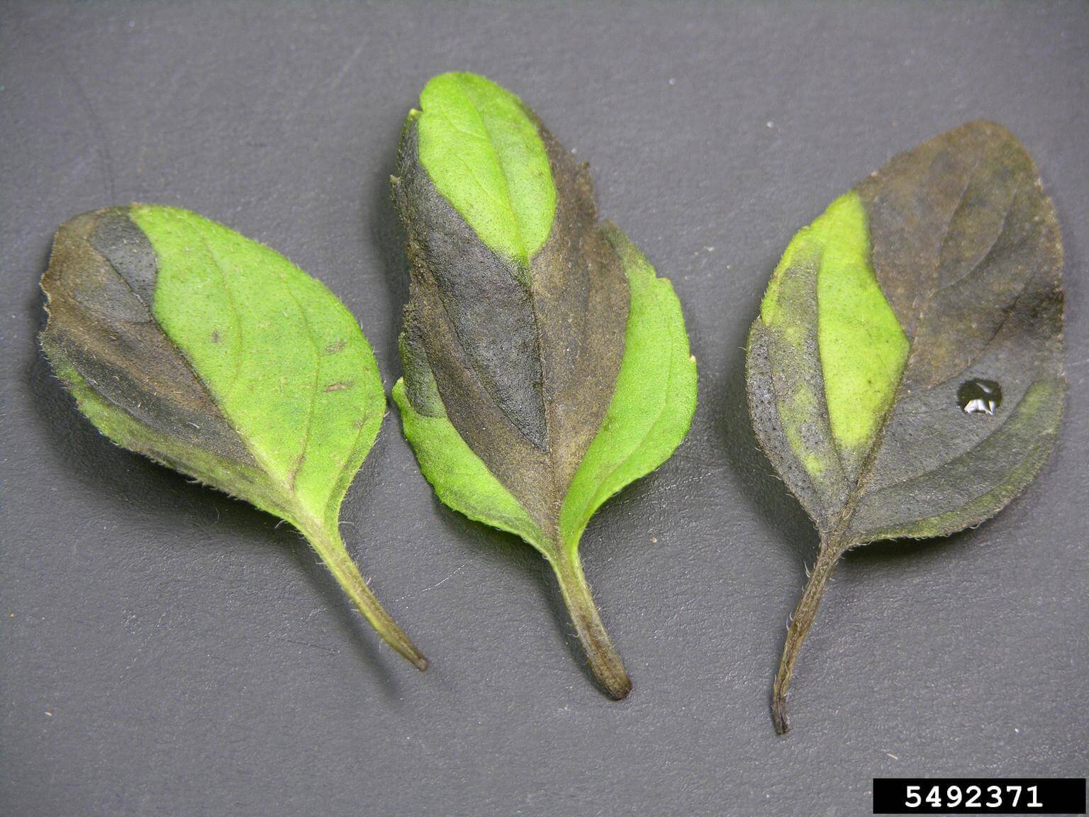 Nematoide do morango: o que é, como se origina e como eliminá-lo de forma eficaz.