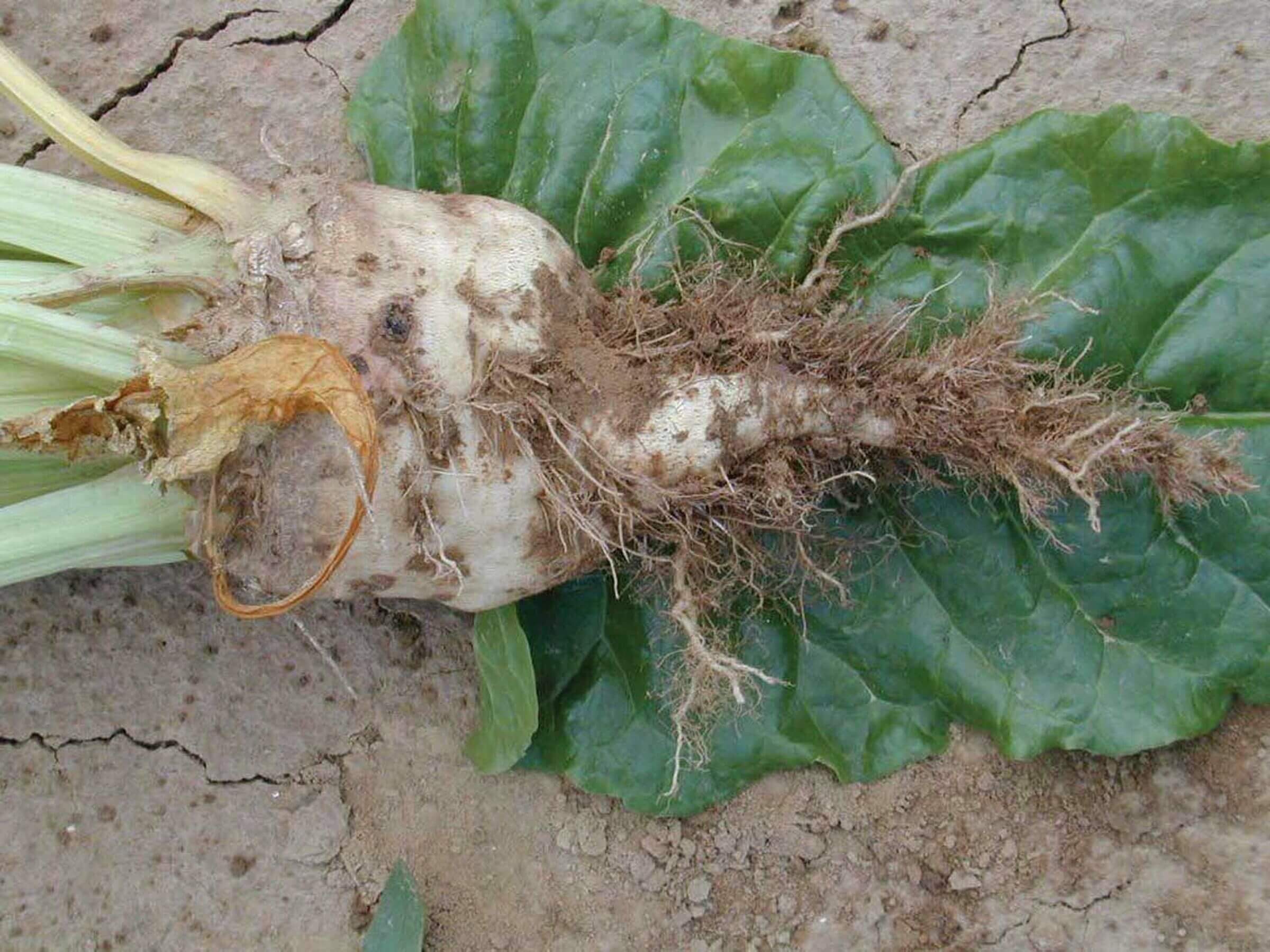 Rhizomanie : symptômes et dégâts sur la betterave sucrière