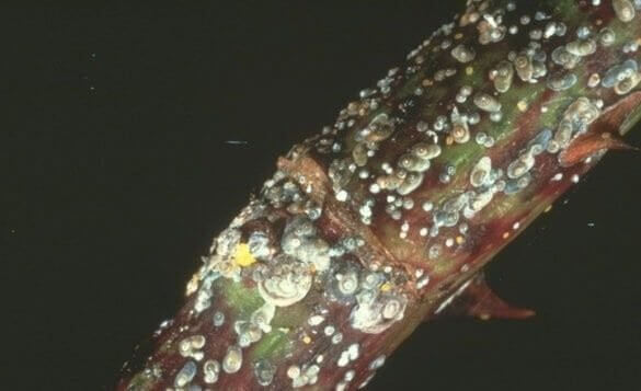 Danos causados pela cochonilha-de-San-José em pomóideas