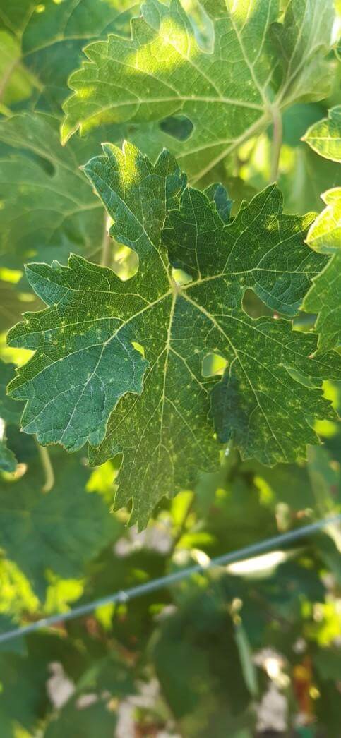 Mites: Symptoms and damage in grapevines