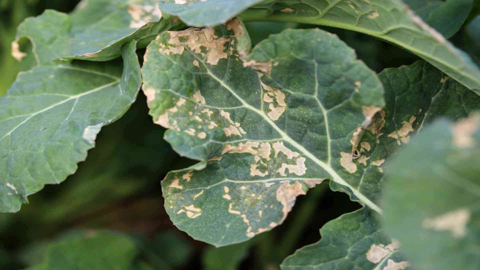 Deficiência de boro em plantas: como reconhecê-la e tratá-la eficazmente