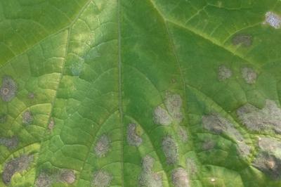 Danos causados por manchas foliares em abóbora