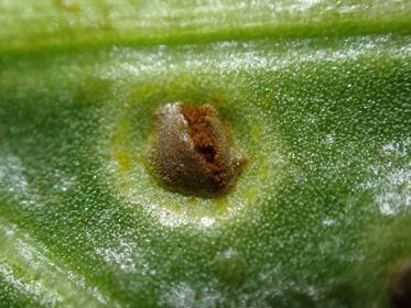 Rouille : symptômes et dégâts sur les betteraves de table