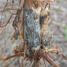 Damage caused by charcoal rot in potatoes