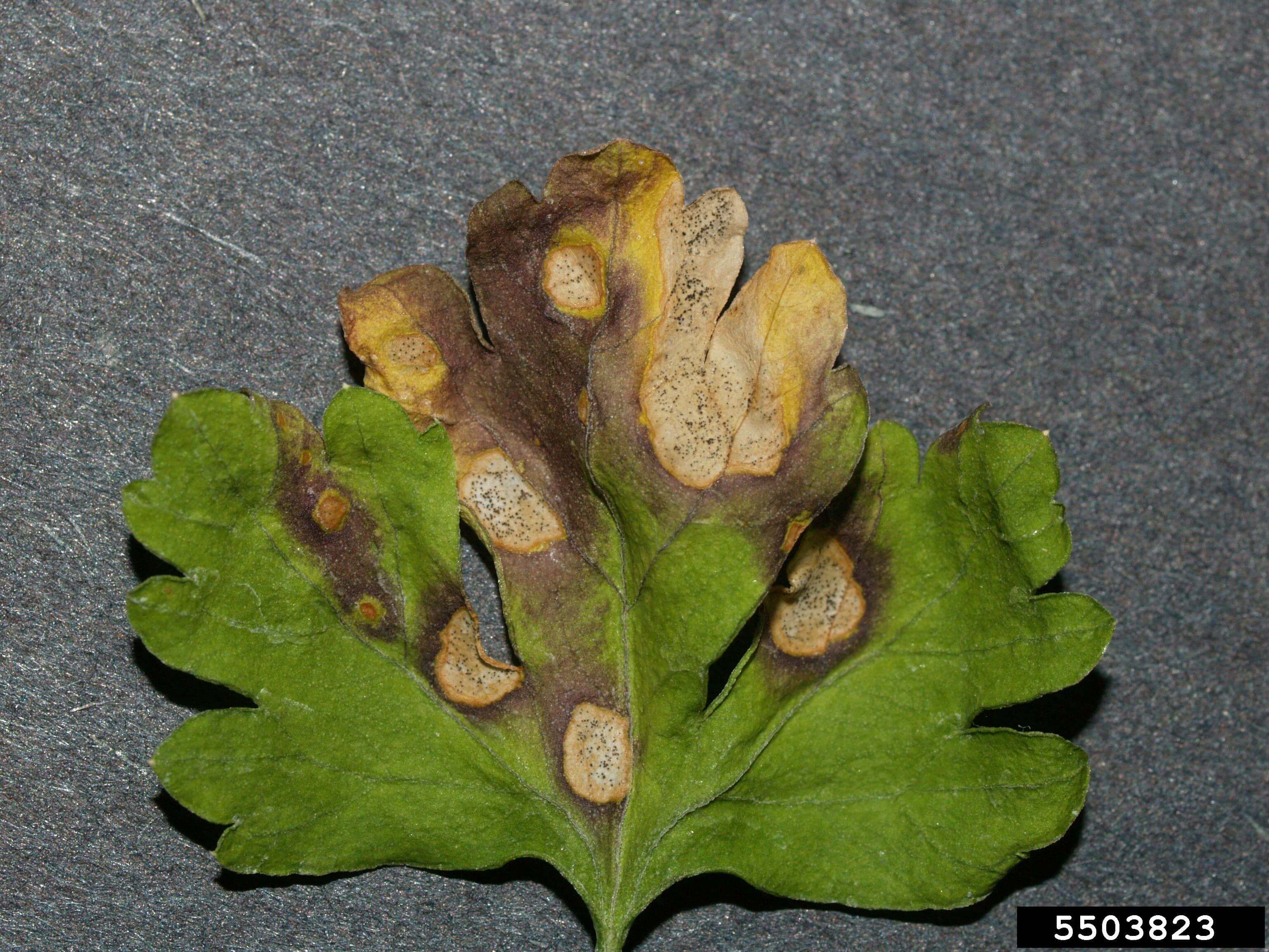 Septoriosis: qué es, cómo se origina y cómo eliminar de forma efectiva