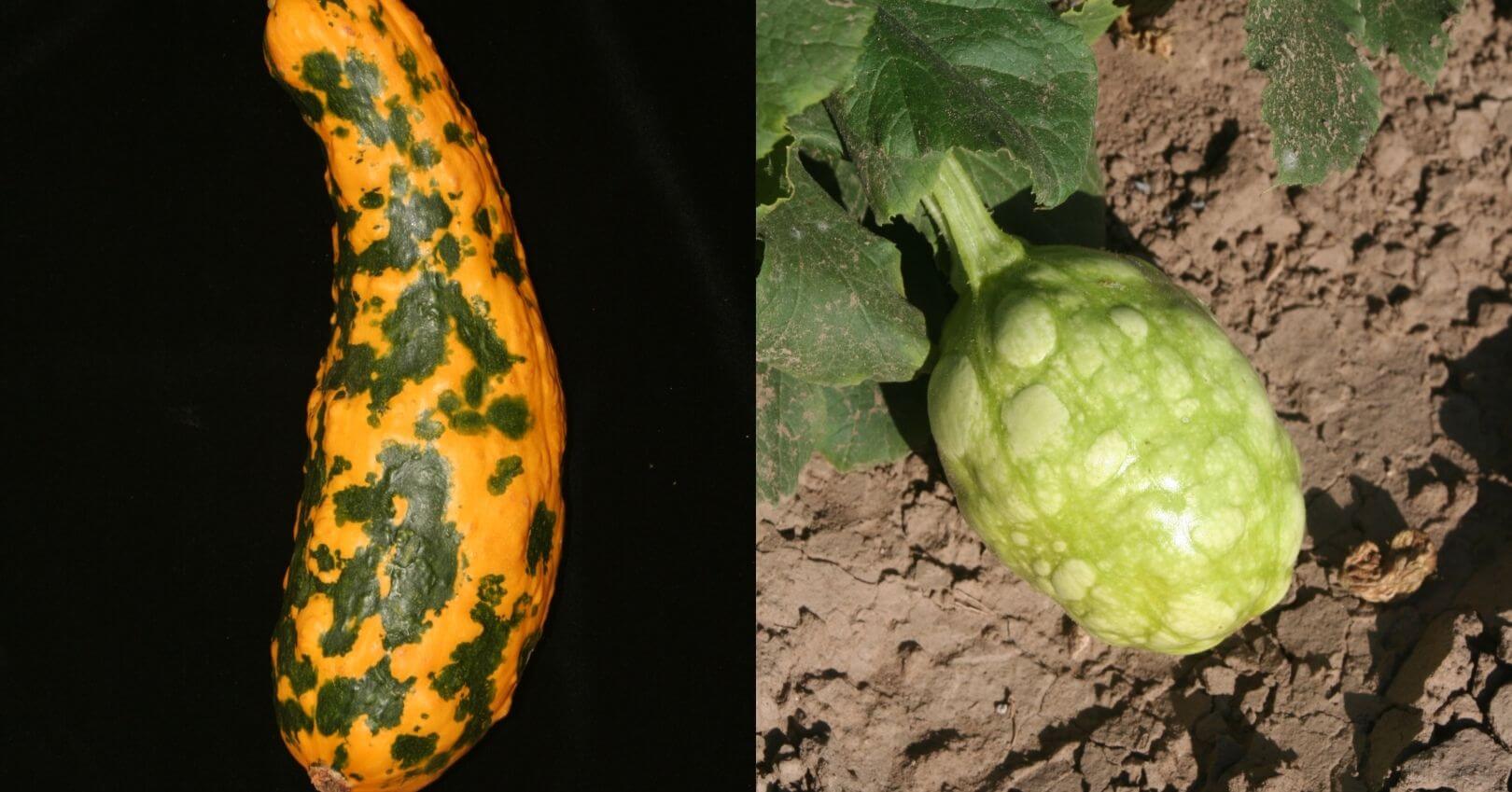 Virus de la mosaïque de la pastèque chez les courges | idMicrobe