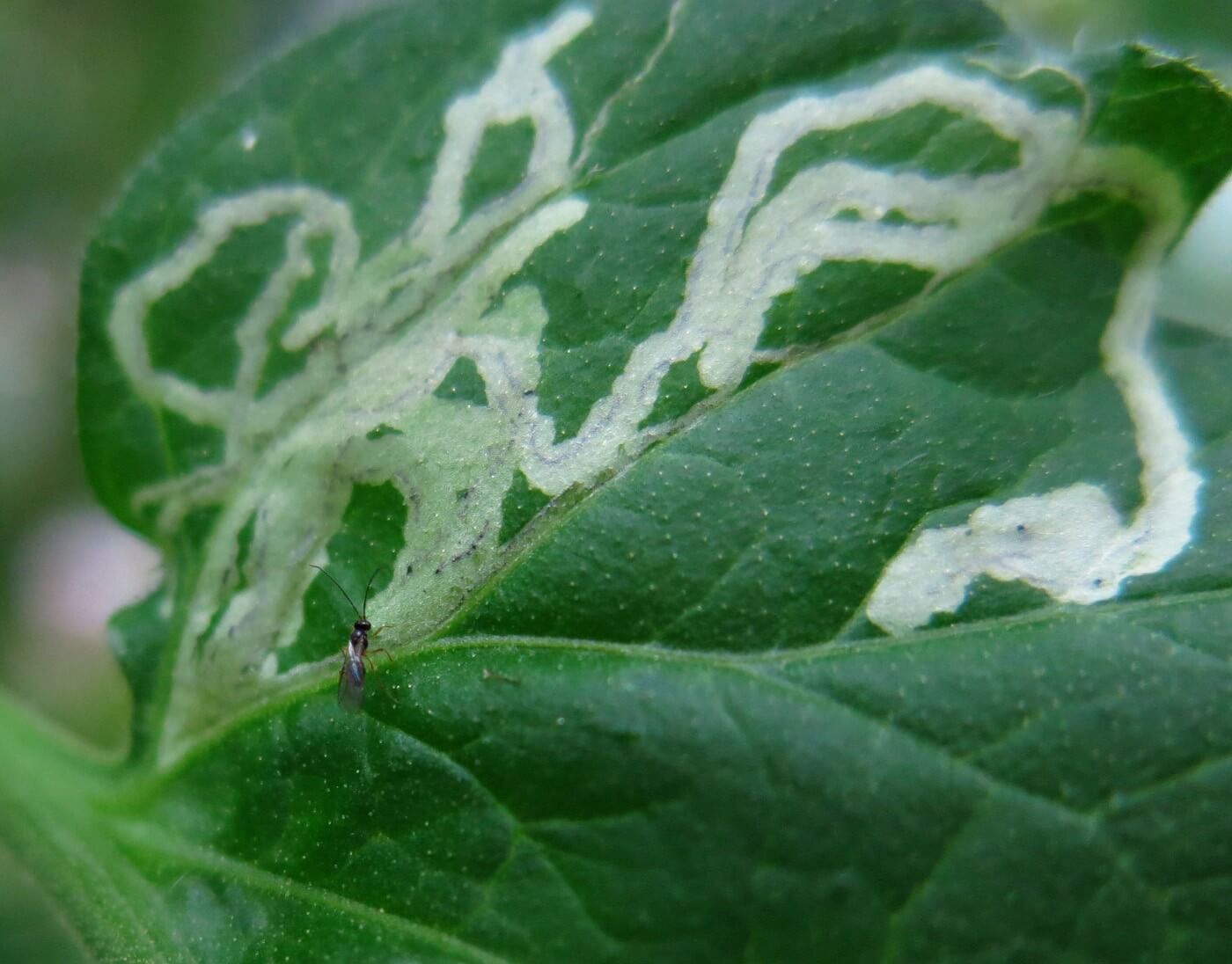 Lagarta minadora em tomates: como reconhecê-la e tratá-la com eficácia