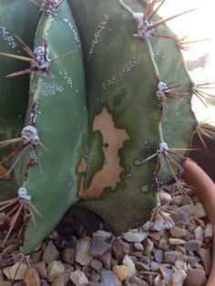 Moteados y manchas secas en Cactus: Cómo se reconoce y se trata eficazmente