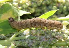 Polilla de la panoja o polilla del estuche: Síntomas y daños en Quinoa