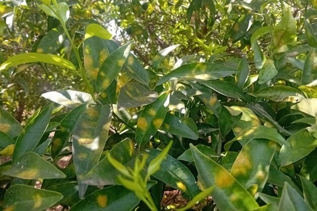 Danos causados por ácaros em pomóideas