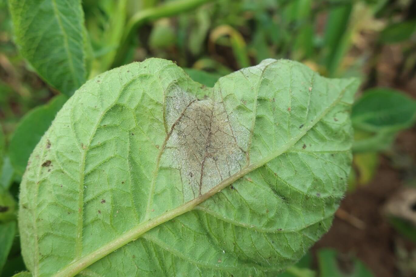 Tizón tardío en Patata: Cómo se reconoce y se trata eficazmente