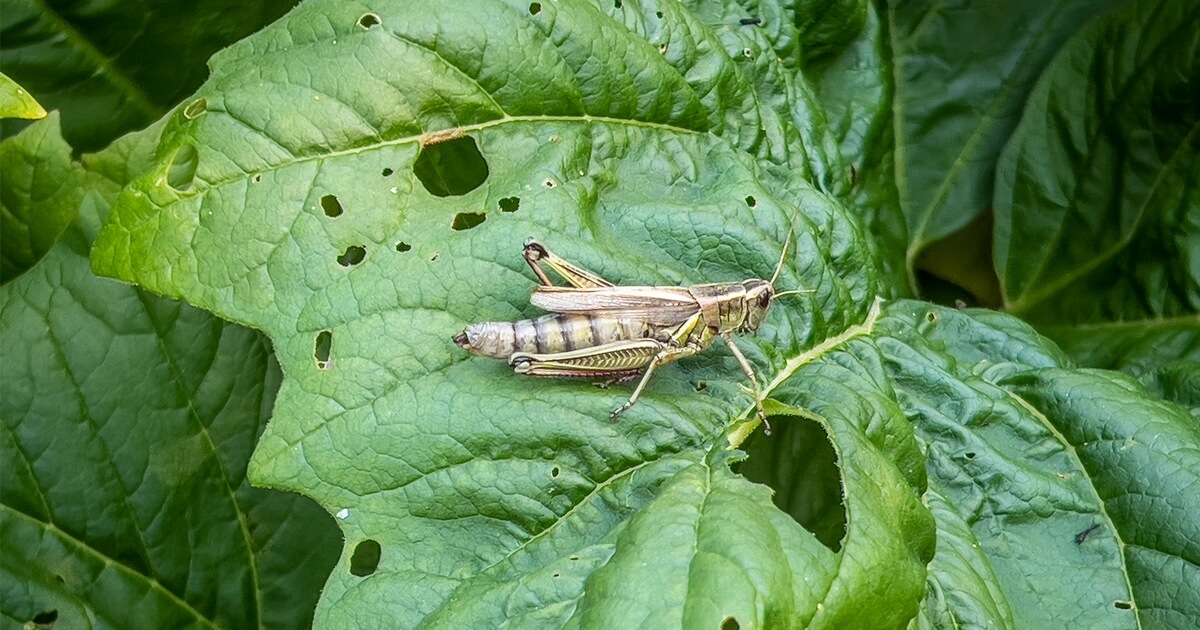 Tuta absoluta dans les plantes ornementales | idMicrobe