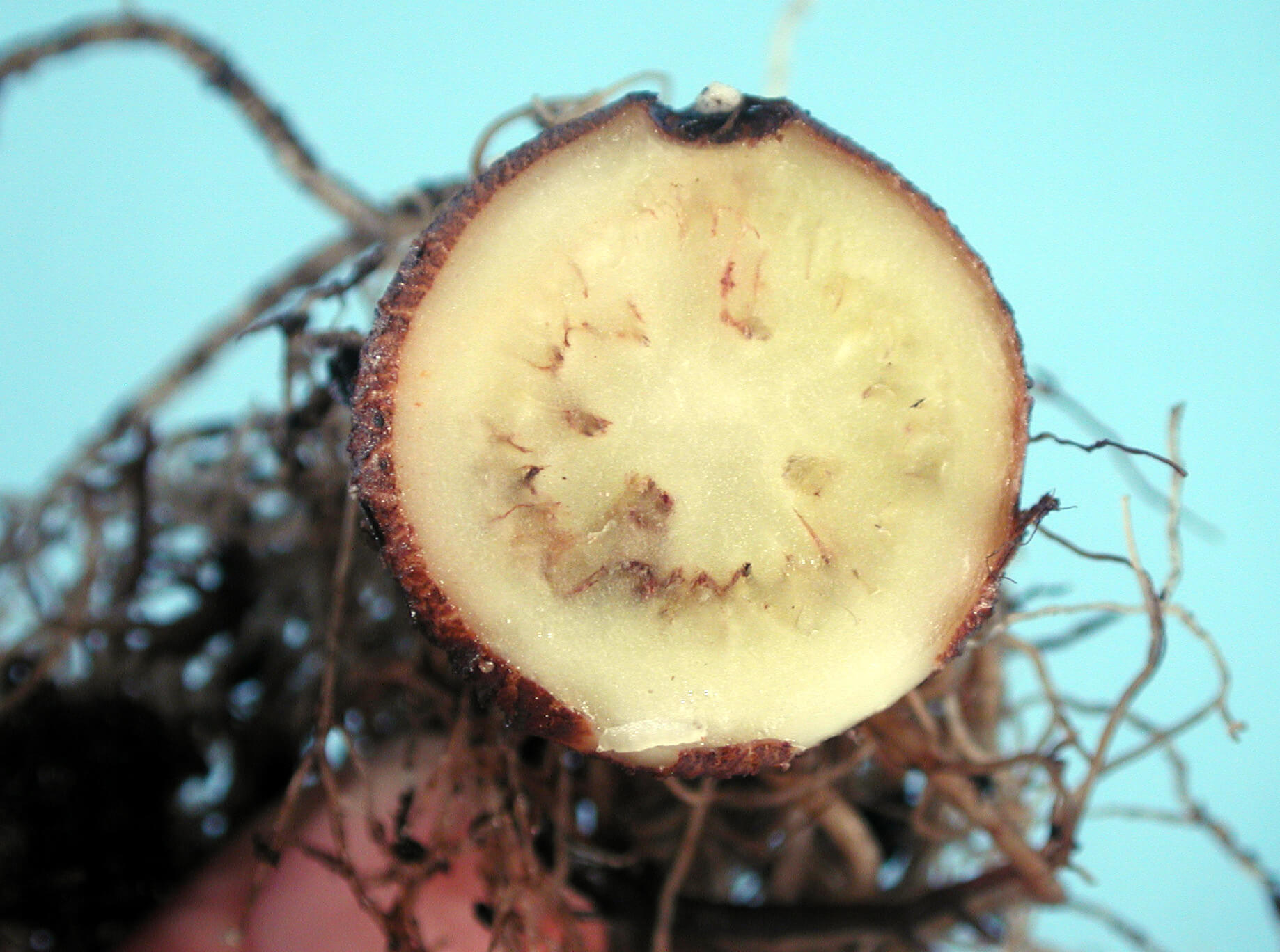 Daños causados por Marchitez por fusarium en Rábano
