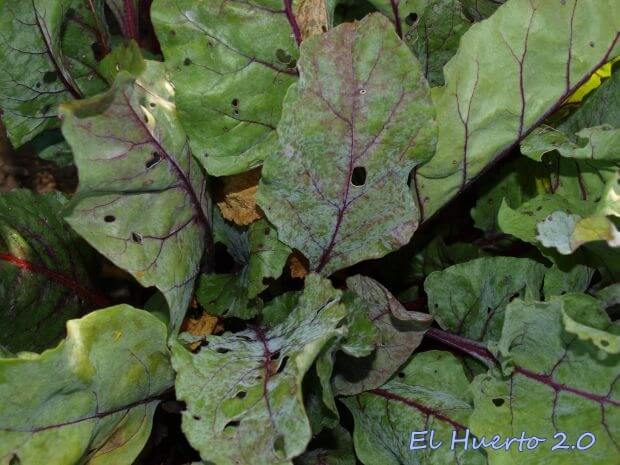 Oïdium sur betteraves sucrières | idMicrobe