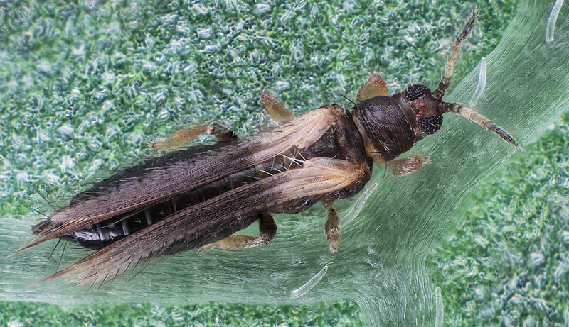 Tripes: Sintomas e Danos em Mora