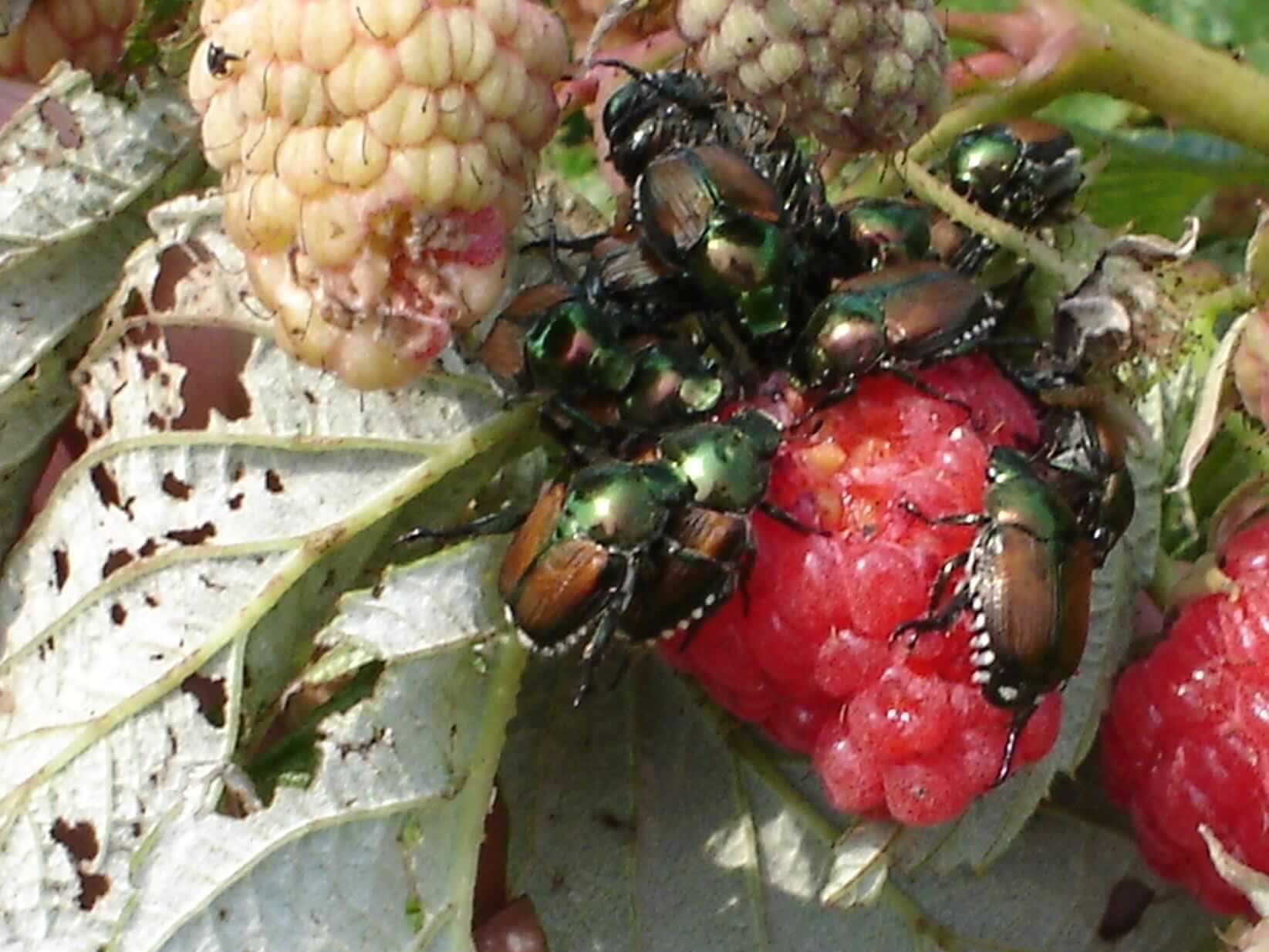 Coleópteros en arándano | idMicrobe