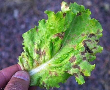 Anthracnose : symptômes et dégâts sur la laitue