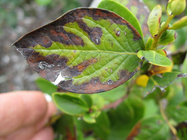 How to recognize and combat leaf scorch in blueberries