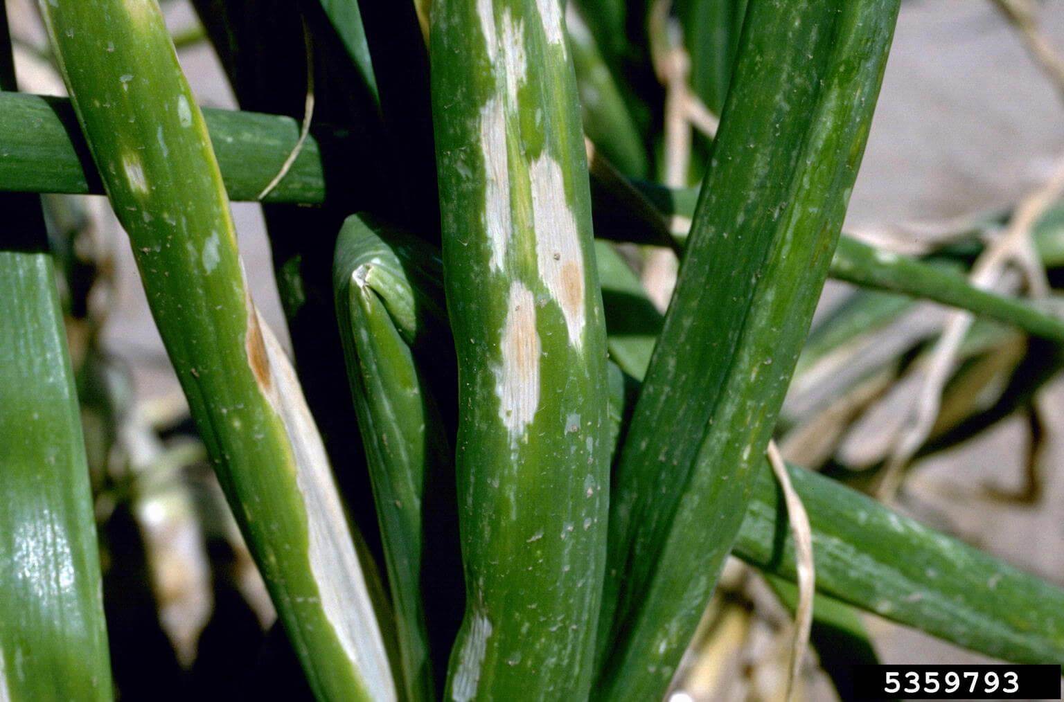 How to recognize and combat iris yellow spot or stripe virus in onions