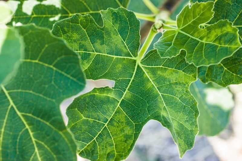 Virus del mosaico (FMV): Síntomas y daños en Higo o higuera