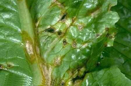 Comment reconnaître et combattre l'anthracnose dans la laitue