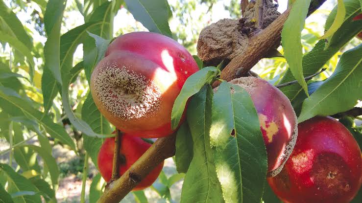 Fruit affected by monilia with brown spots and rot