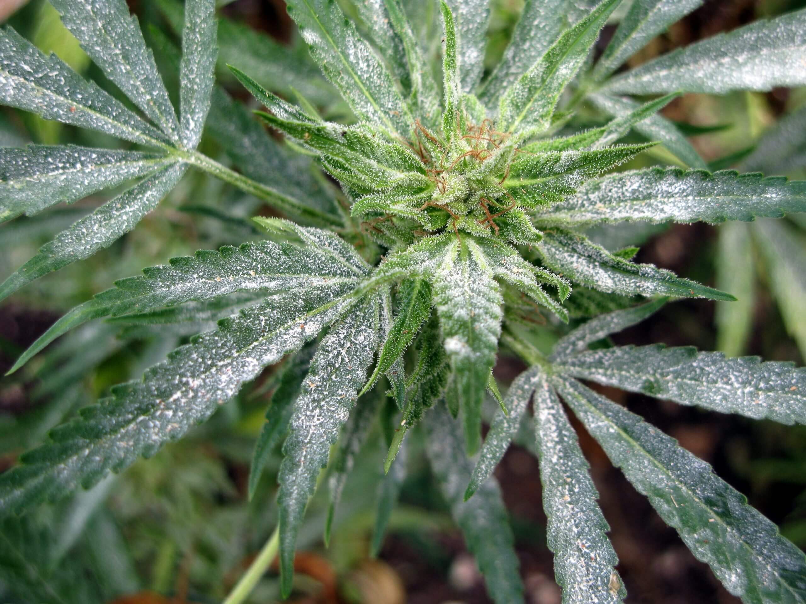Powdery mildew: what it is, how it originates, and how to eliminate it effectively