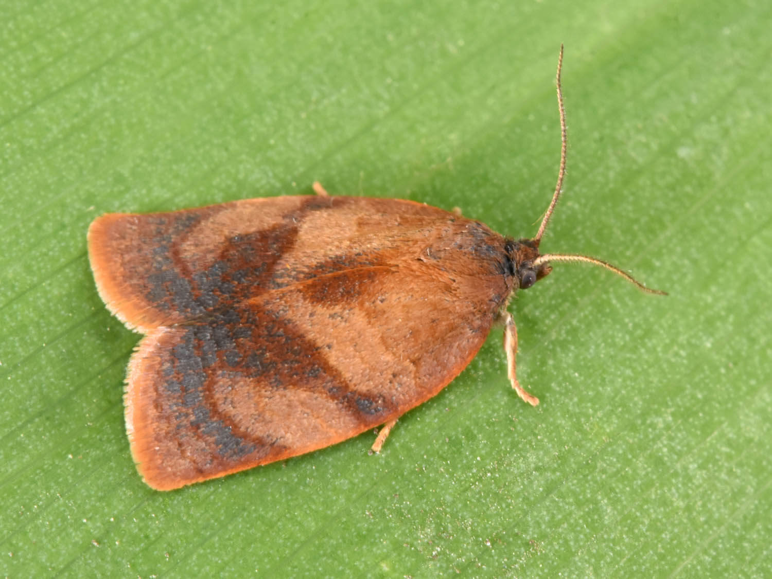 Daños causados por Cacoecia, capua, o gusano del clavel en Peral