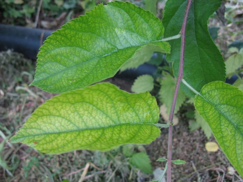 Danos causados pela deficiência de ferro nas plantas