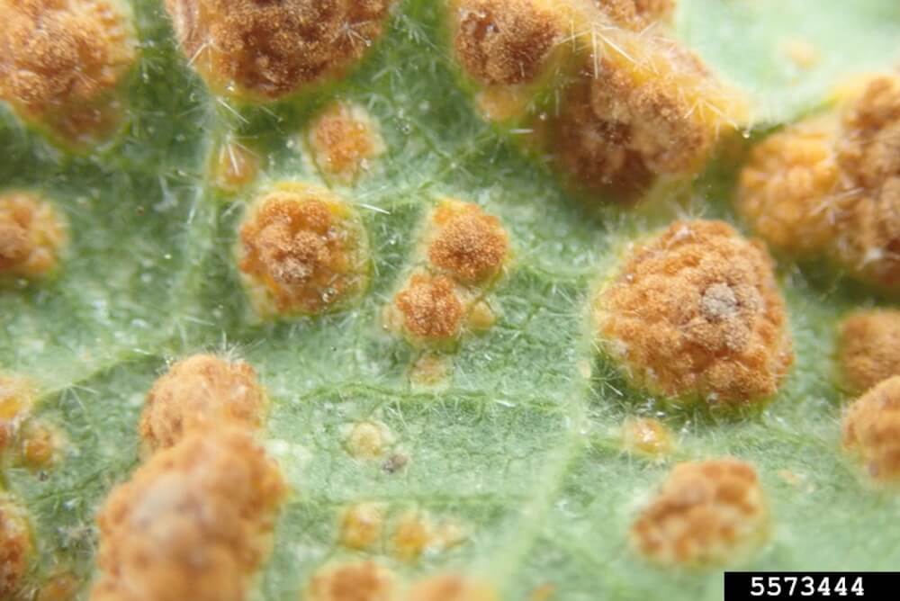 Rouille du cactus : symptômes et dégâts