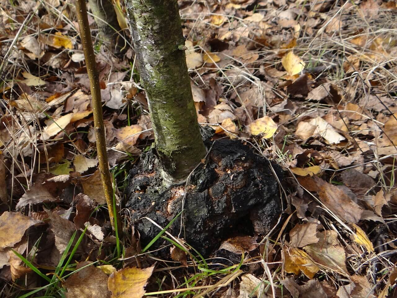 Crown gall on apple trees: How to recognize and treat it effectively