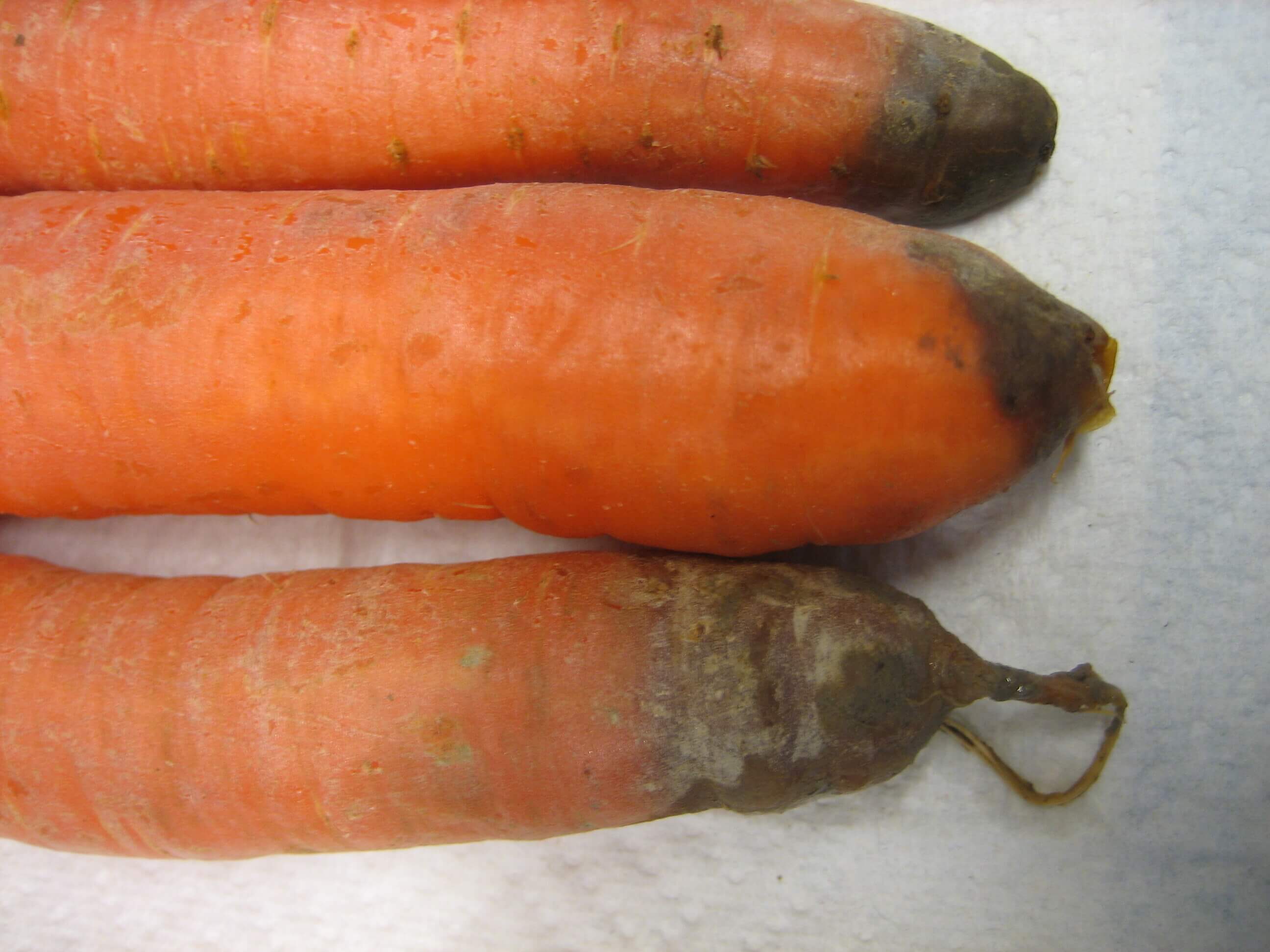 Danos causados por podridão anelar ou doença em cenouras