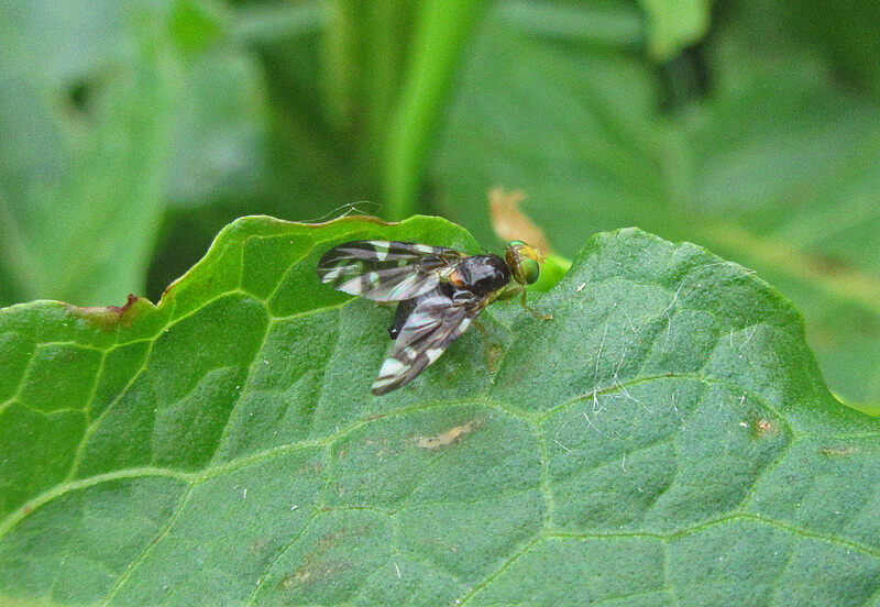 Mosca del apio en Apio: Cómo se reconoce y se trata eficazmente