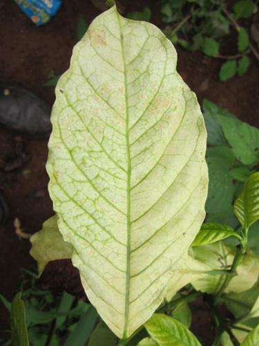 Carence en soufre chez les plantes : symptômes et dommages visibles sur les cultures