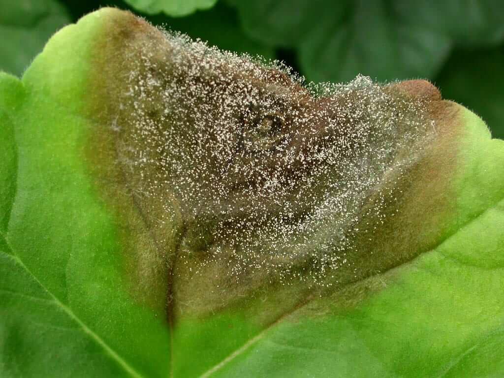 Gray rot on geraniums | idMicrobe