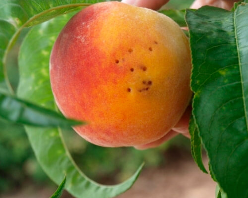Mosca de la fruta: Síntomas y daños en Melocotón, durazno o nectarina