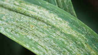 Tripes: Sintomas e Danos no Alho